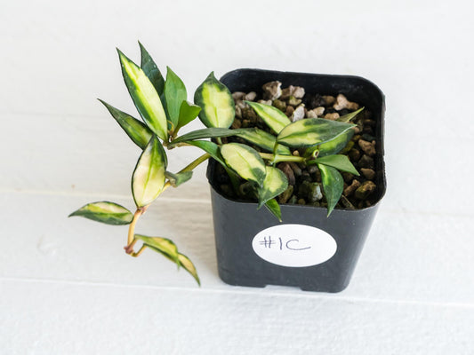 Hoya lacunosa (Inner Variegated) | 2-Inch