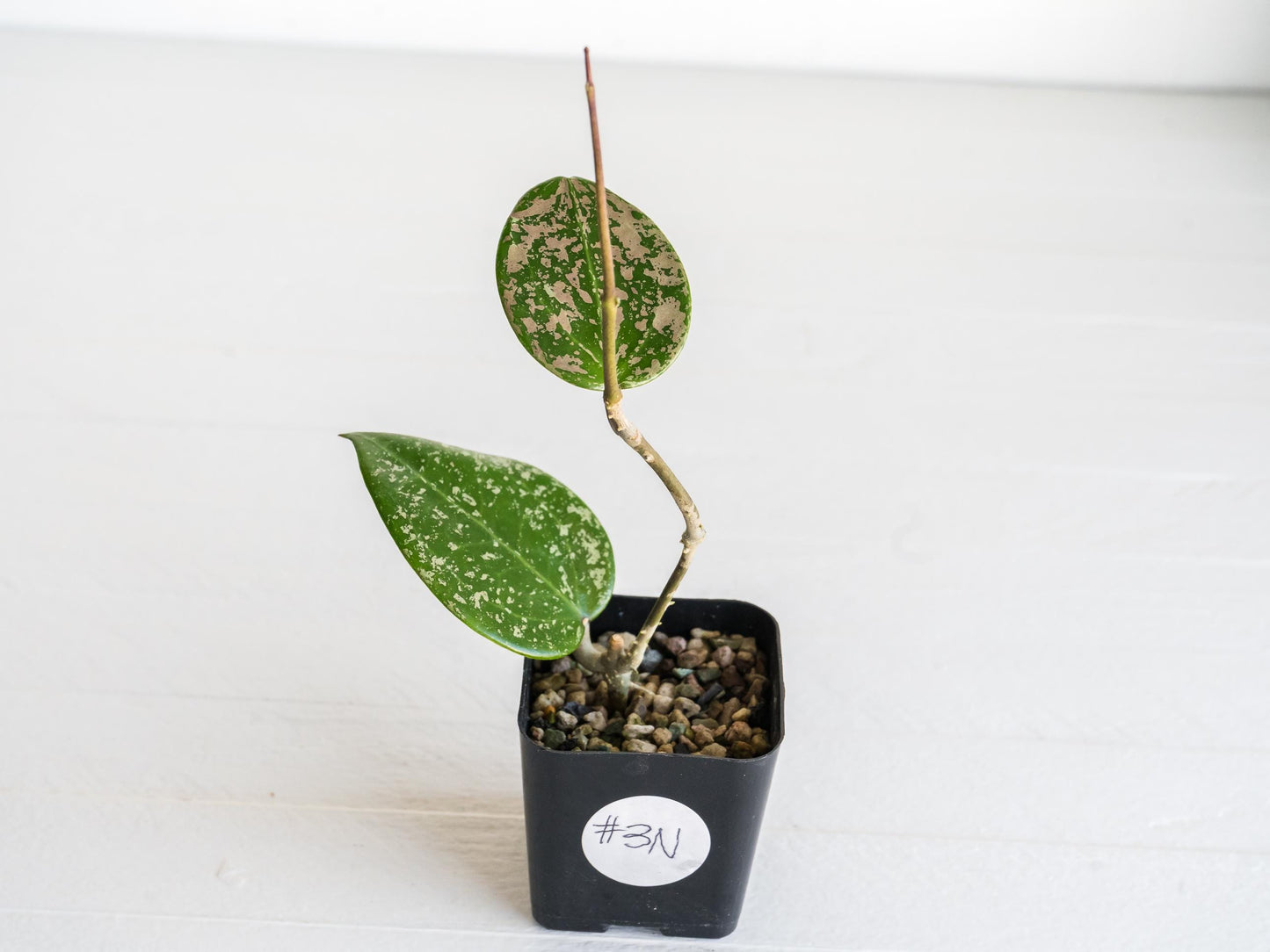 Hoya verticillata (EPC-997) | 2-Inch