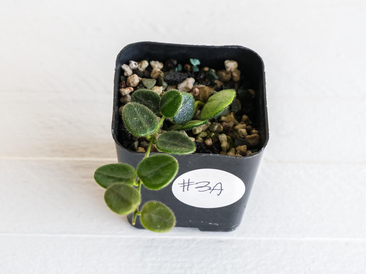 Hoya serpens | 2-Inch