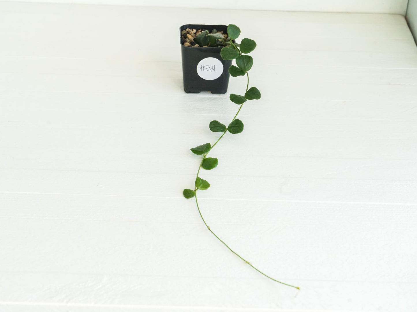 Hoya obcordata | 2-Inch