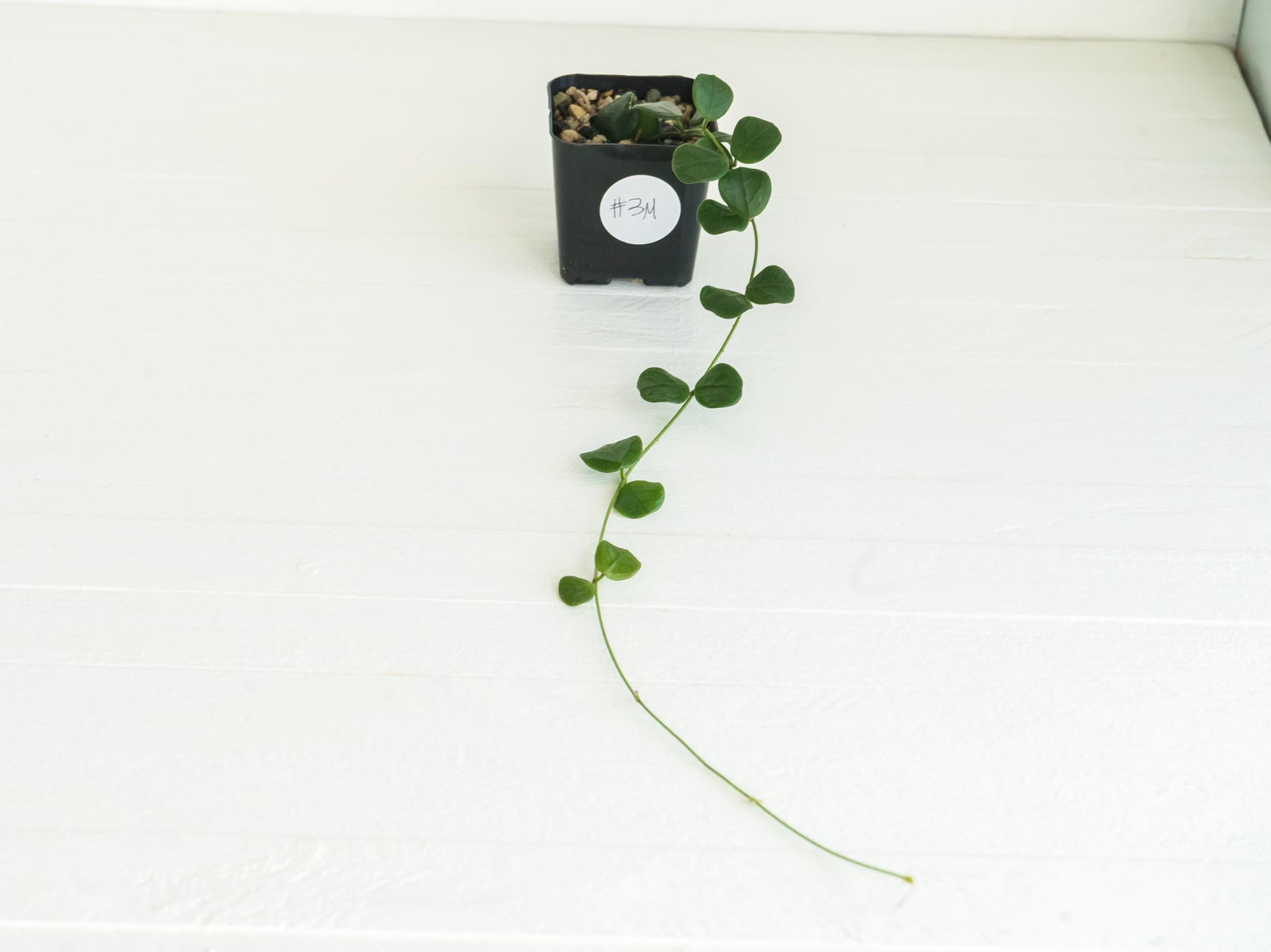 Hoya obcordata | 2-Inch