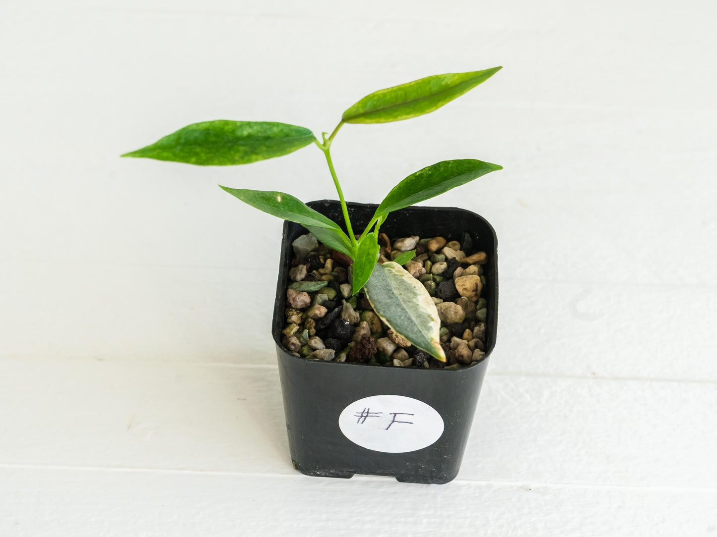 Hoya archboldiana (Albo - Outer Variegated) | 2-Inch