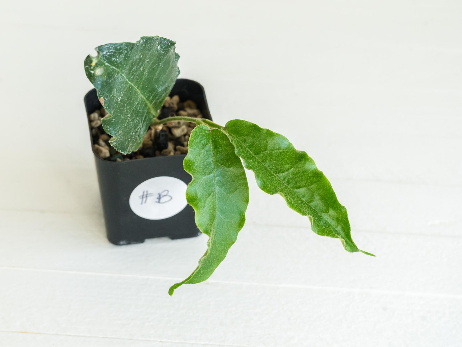 Hoya versteegii | 2-Inch