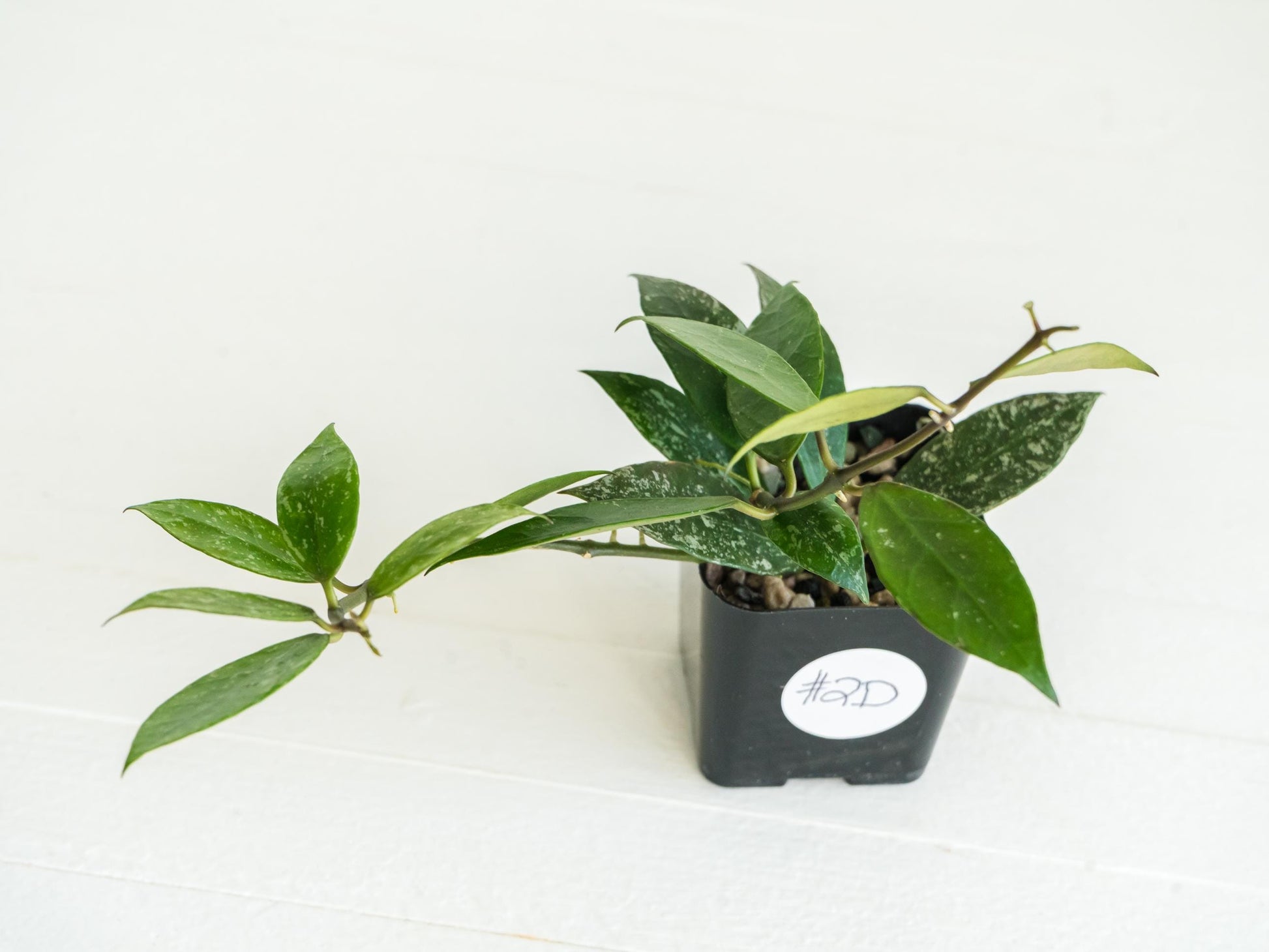 Hoya 'Rebecca' (Splash) | 2-Inch