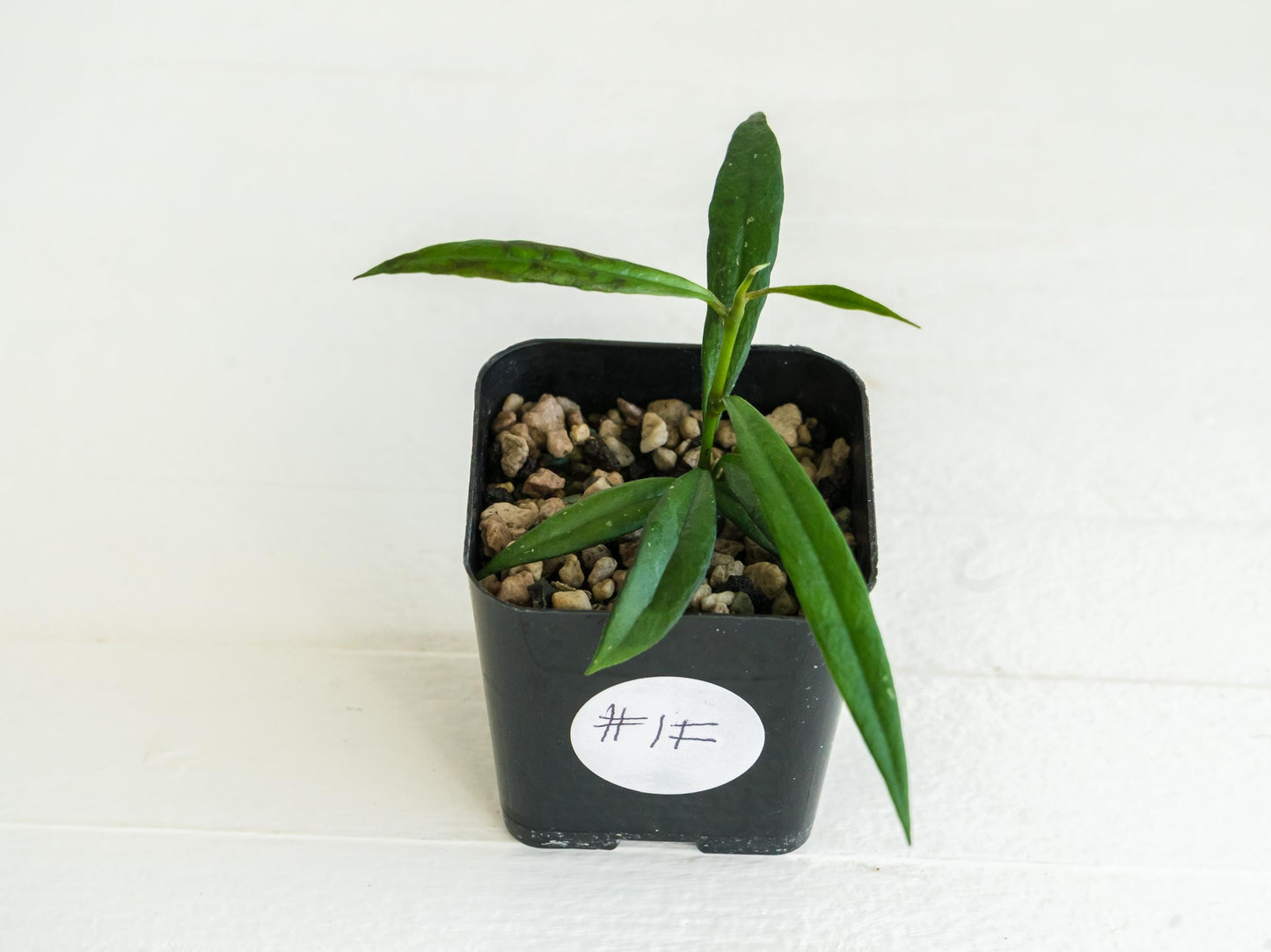 Hoya pauciflora | 2-Inch