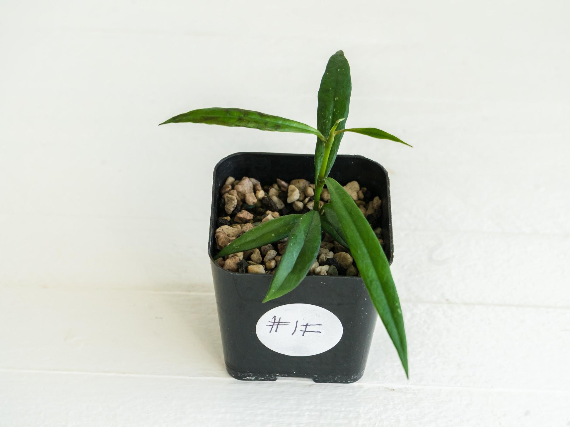 Hoya pauciflora | 2-Inch