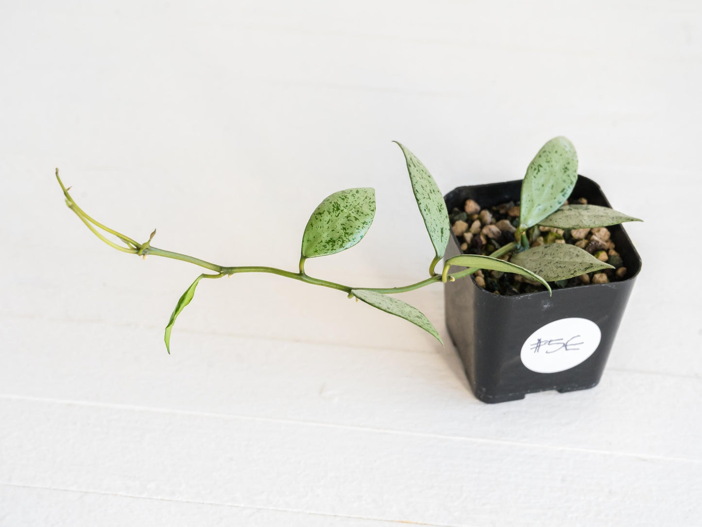 Hoya lacunosa 'Silver Lime' | 2-Inch