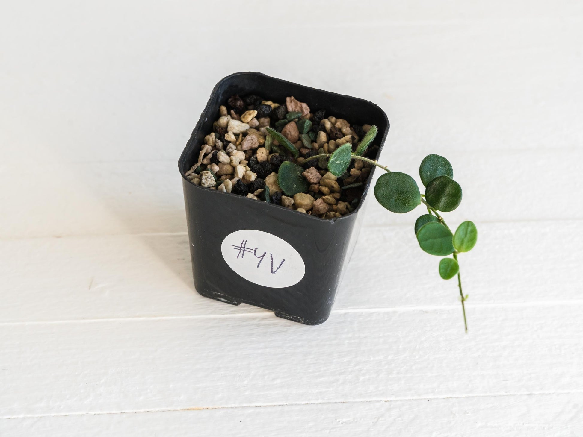 Hoya serpens | 2-Inch