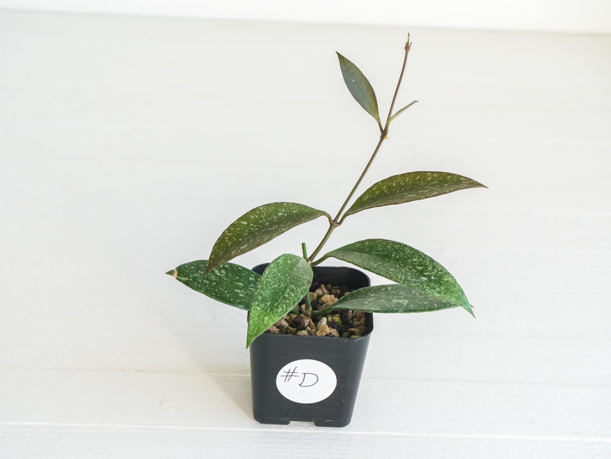 Hoya ‘Rosita’ (Splash) | 2-Inch