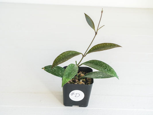 Hoya ‘Rosita’ (Splash) | 2-Inch