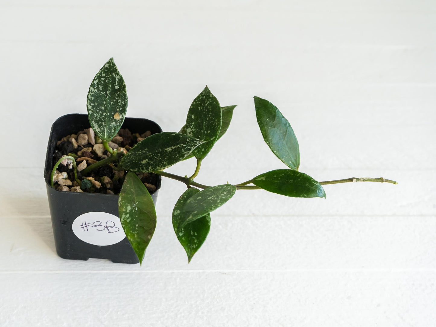 Hoya 'Rebecca' (Splash) | 2-Inch