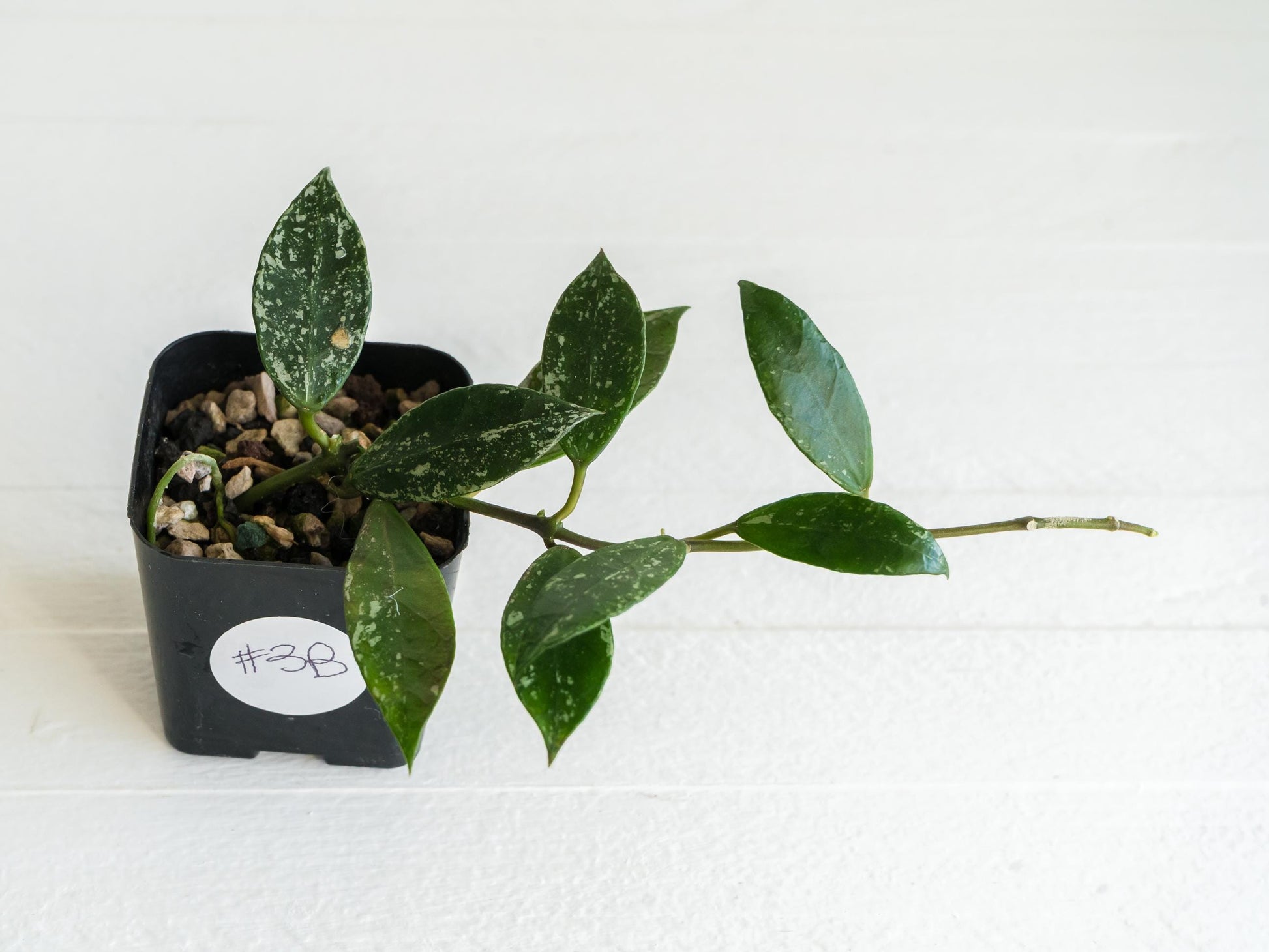 Hoya 'Rebecca' (Splash) | 2-Inch