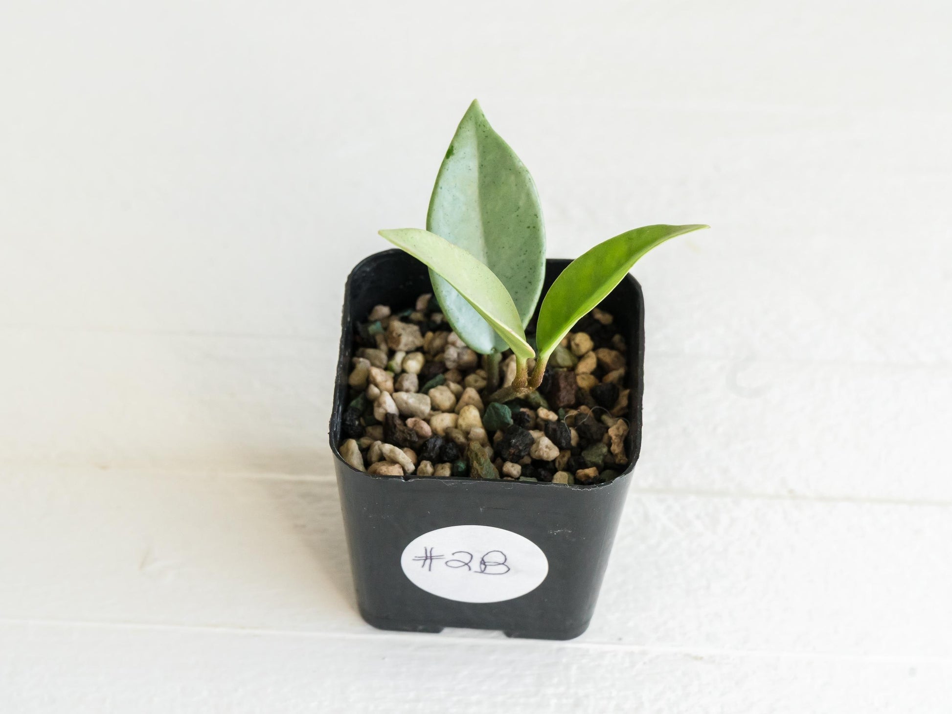 Hoya carnosa 'Wilbur Graves' (Silver) | 2-Inch