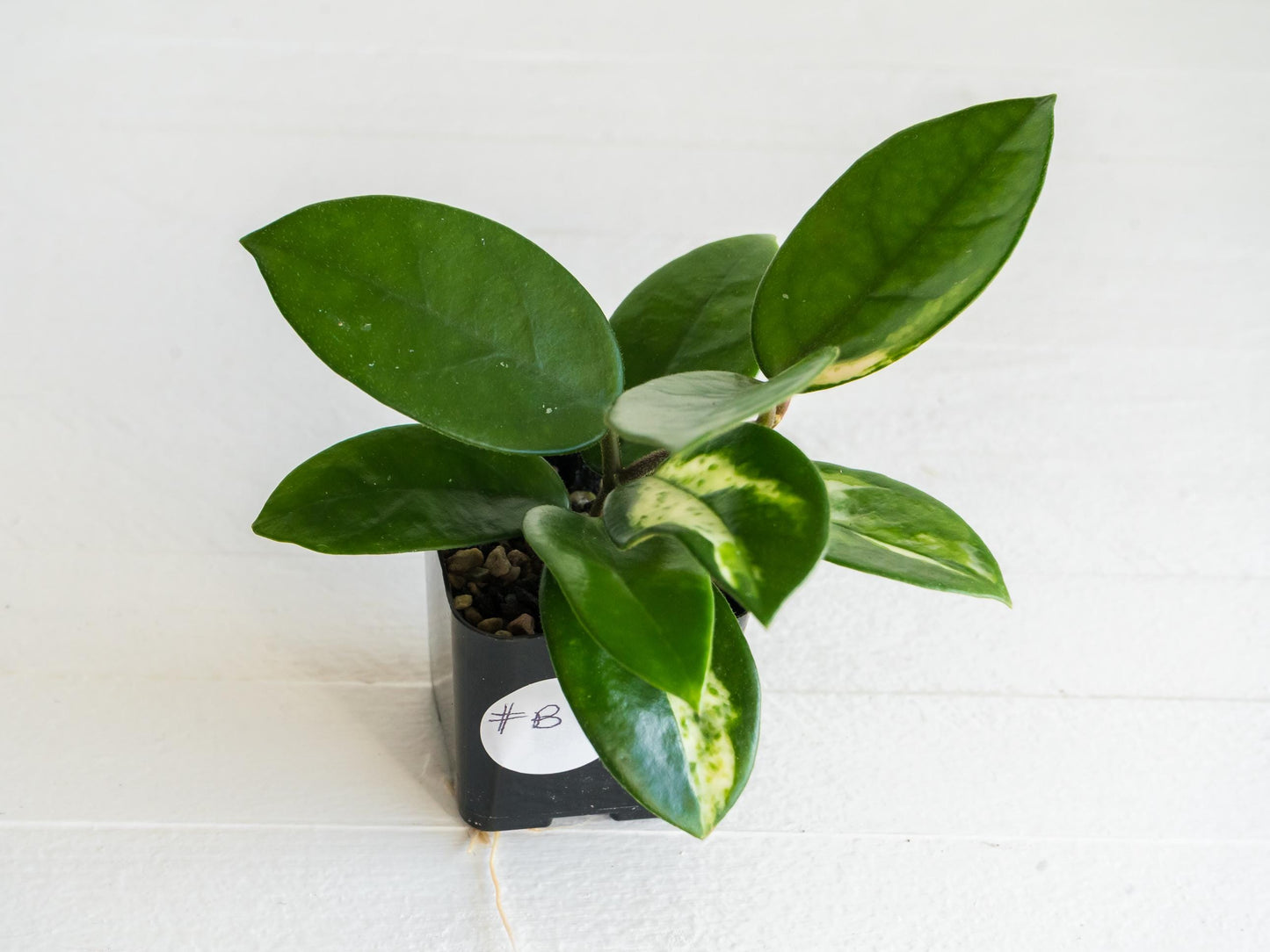 Hoya carnosa 'Madara Green Edge' Low Variegation | 2-Inch