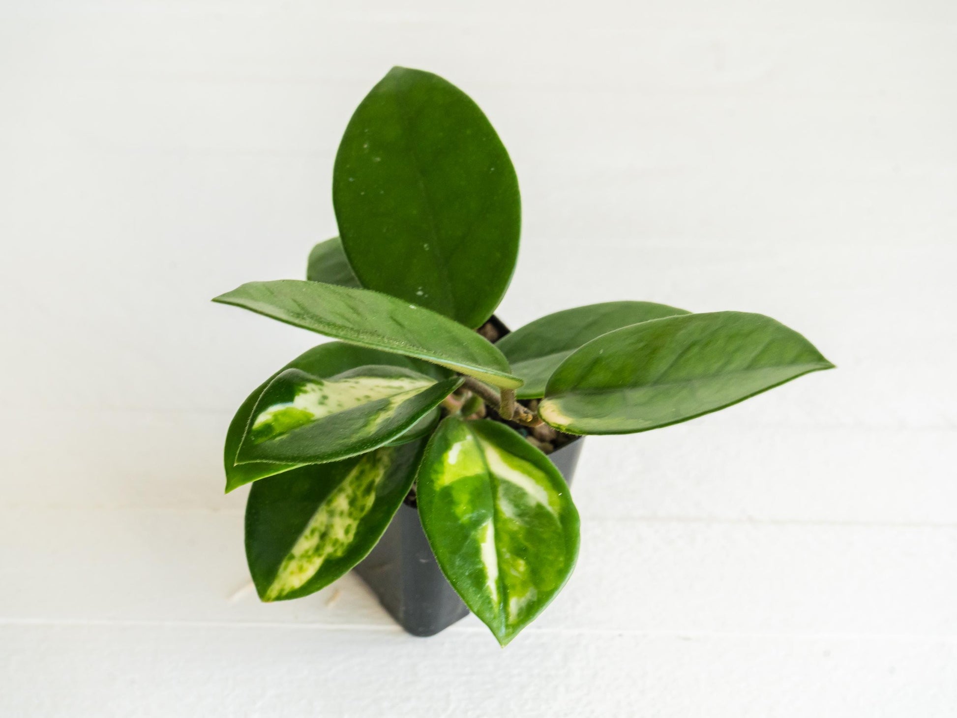 Hoya carnosa 'Madara Green Edge' Low Variegation | 2-Inch