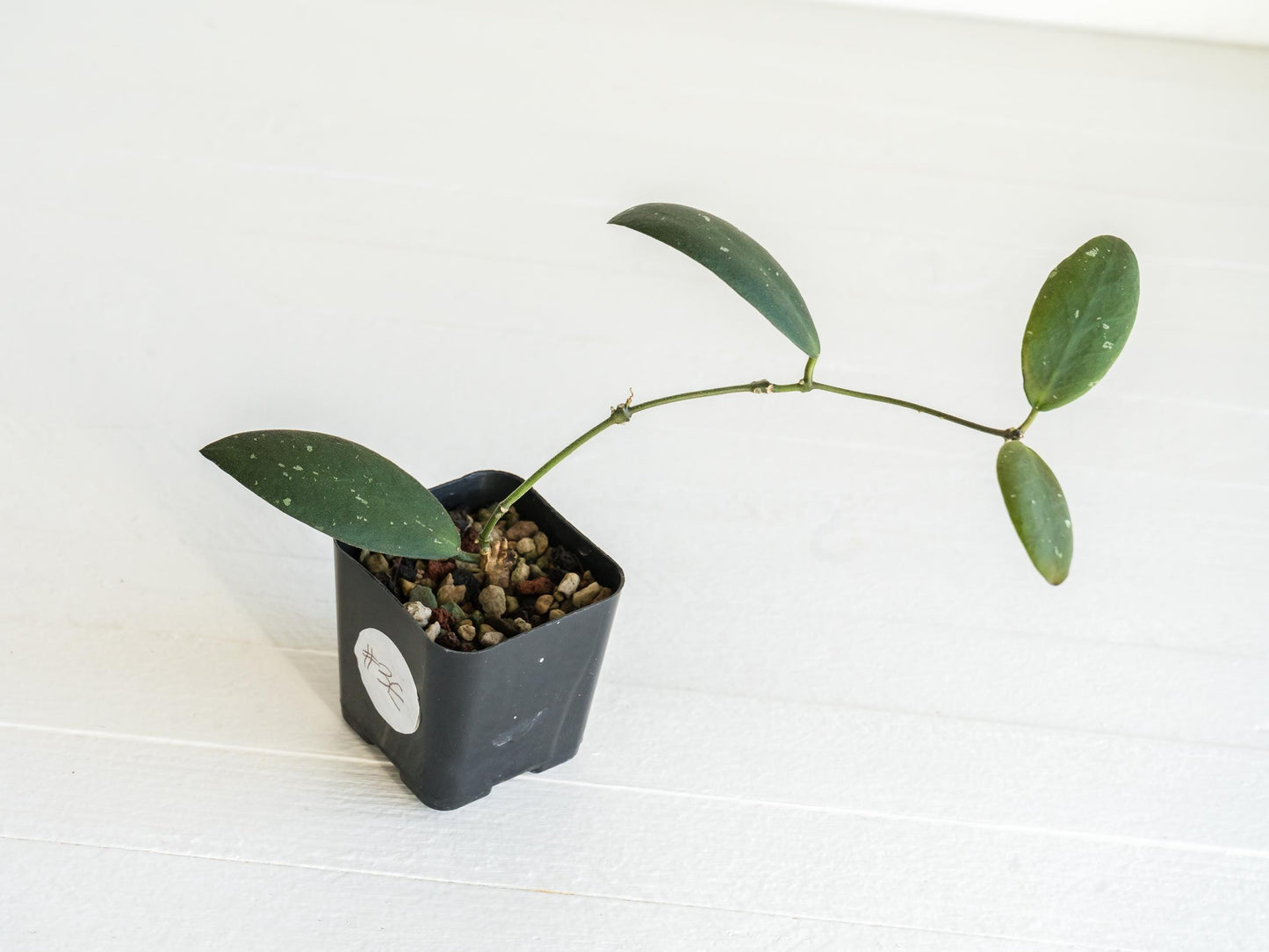 Hoya sabah 'Dragonfly' (EPC-960) | 2-Inch