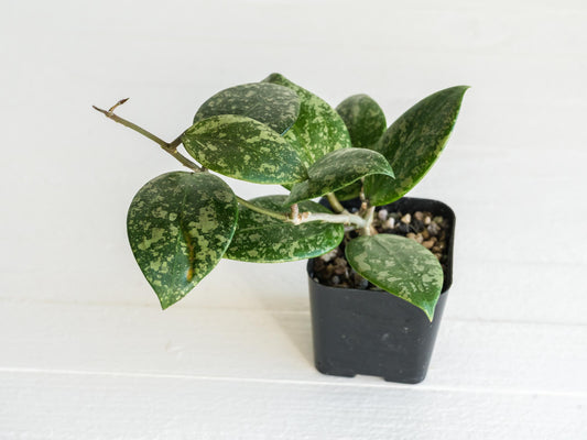 Hoya 'Wibergiae Round Leaf' (DMW-001-C) [verticillata (ex. wibergiea) x unknown] | 2-Inch
