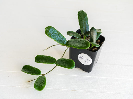 Hoya rotundiflora | 2-Inch