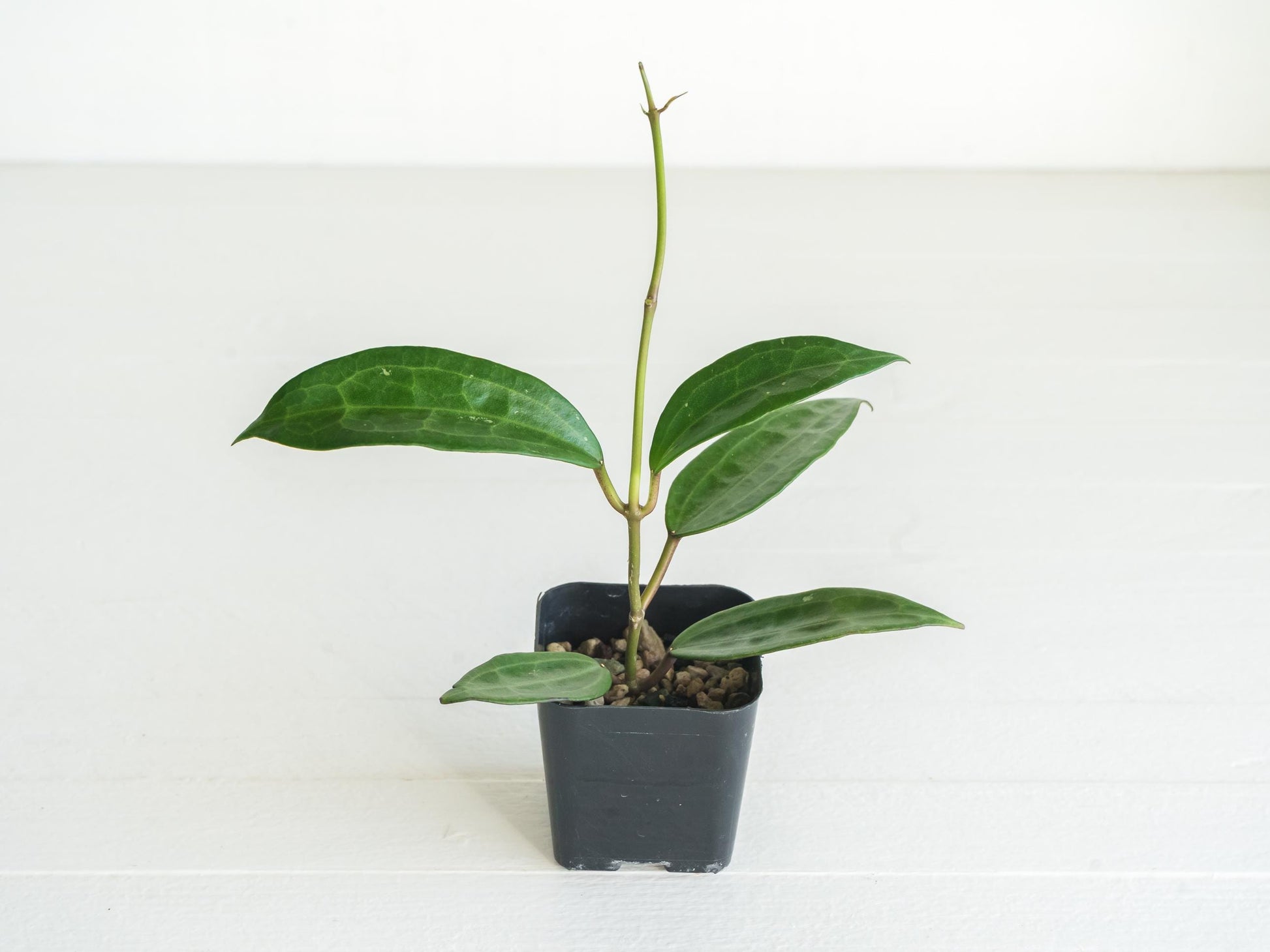 Hoya jasper blink | 2-Inch