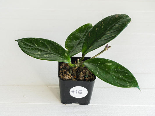 Hoya Lai Chau (Splash) | 2-Inch