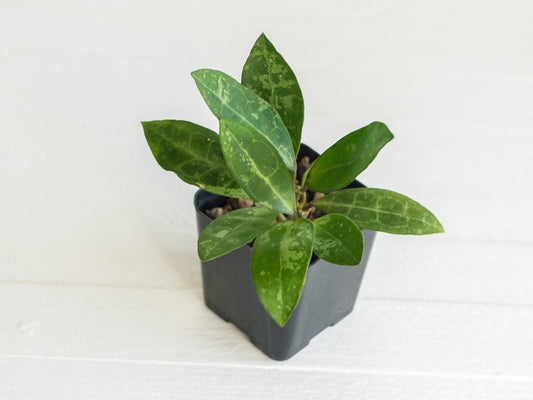 Hoya elliptica (Splash) | 2-Inch