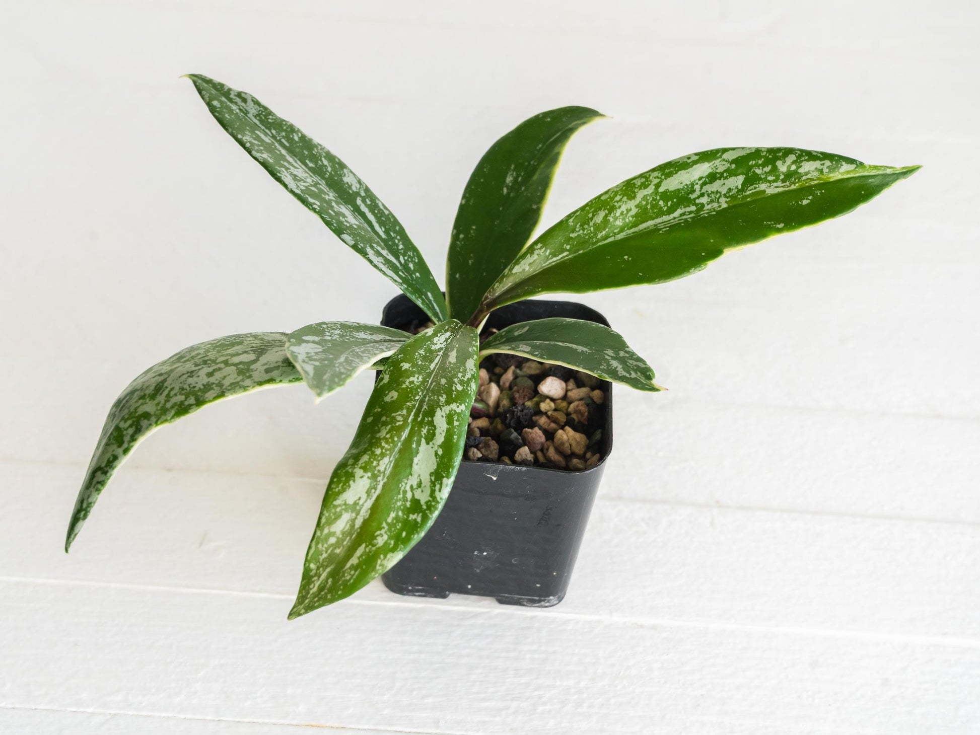 Hoya pubicalyx (Albo, Splash) | 2-Inch