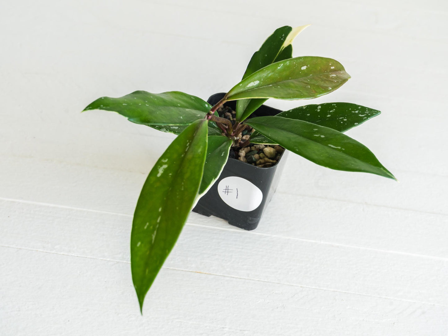 Hoya pubicalyx (Albo, Low Splash) | 2-Inch