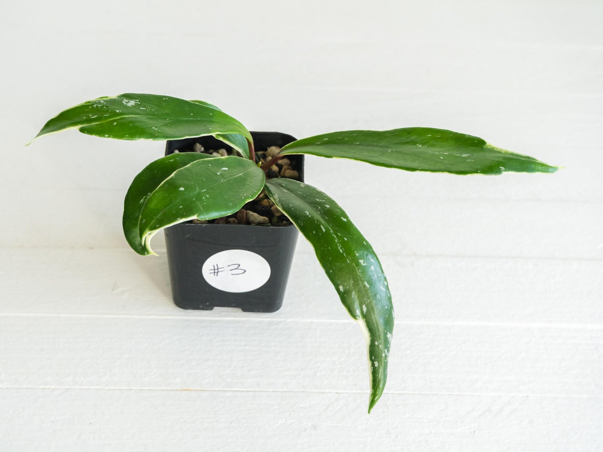 Hoya pubicalyx (Albo, Low Splash) | 2-Inch