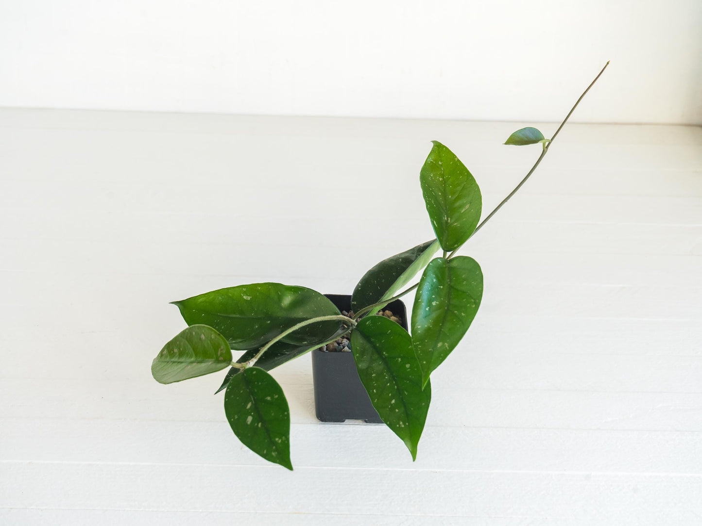 Hoya 'Starry Night' | 2-Inch