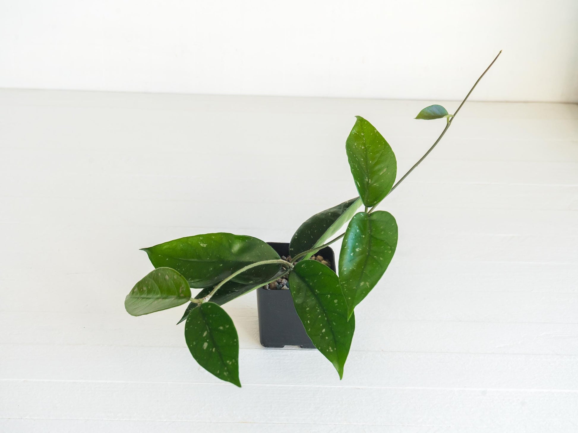 Hoya 'Starry Night' | 2-Inch