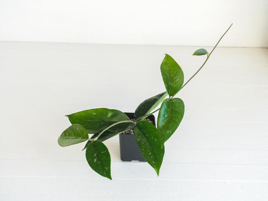 Hoya 'Starry Night' | 2-Inch