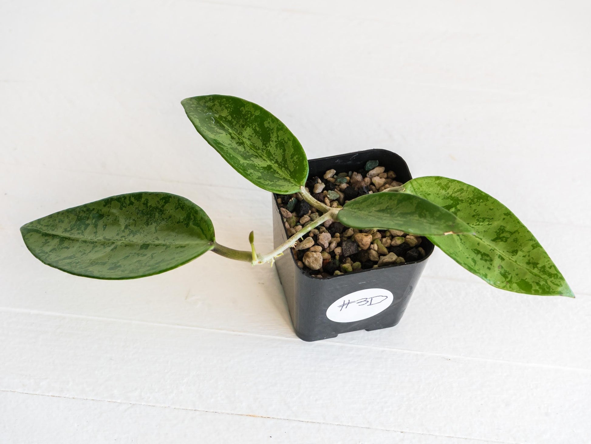 Hoya 'Rime' (Splash) | 2-Inch