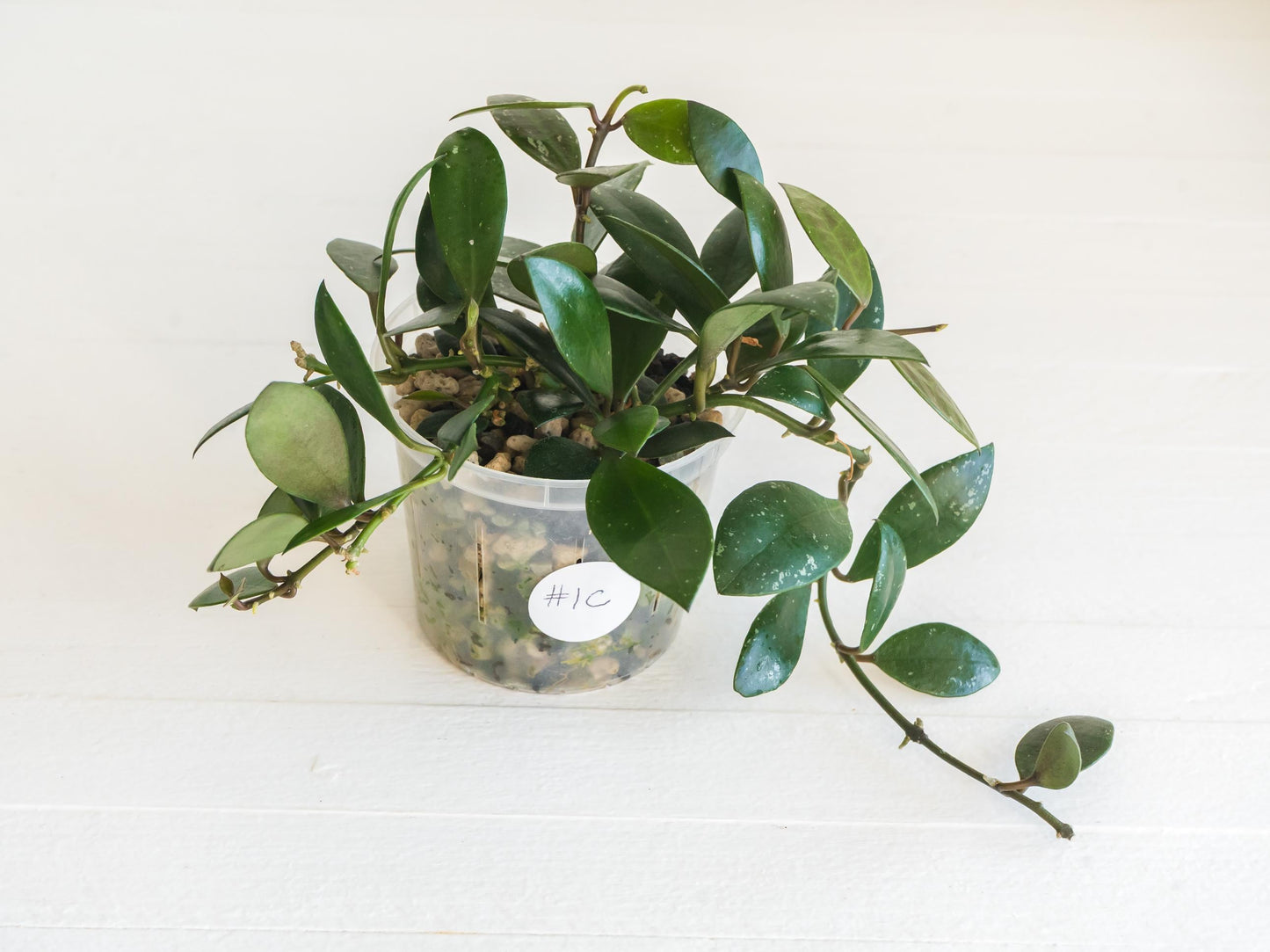 Hoya sipitangensis | 3-Inch