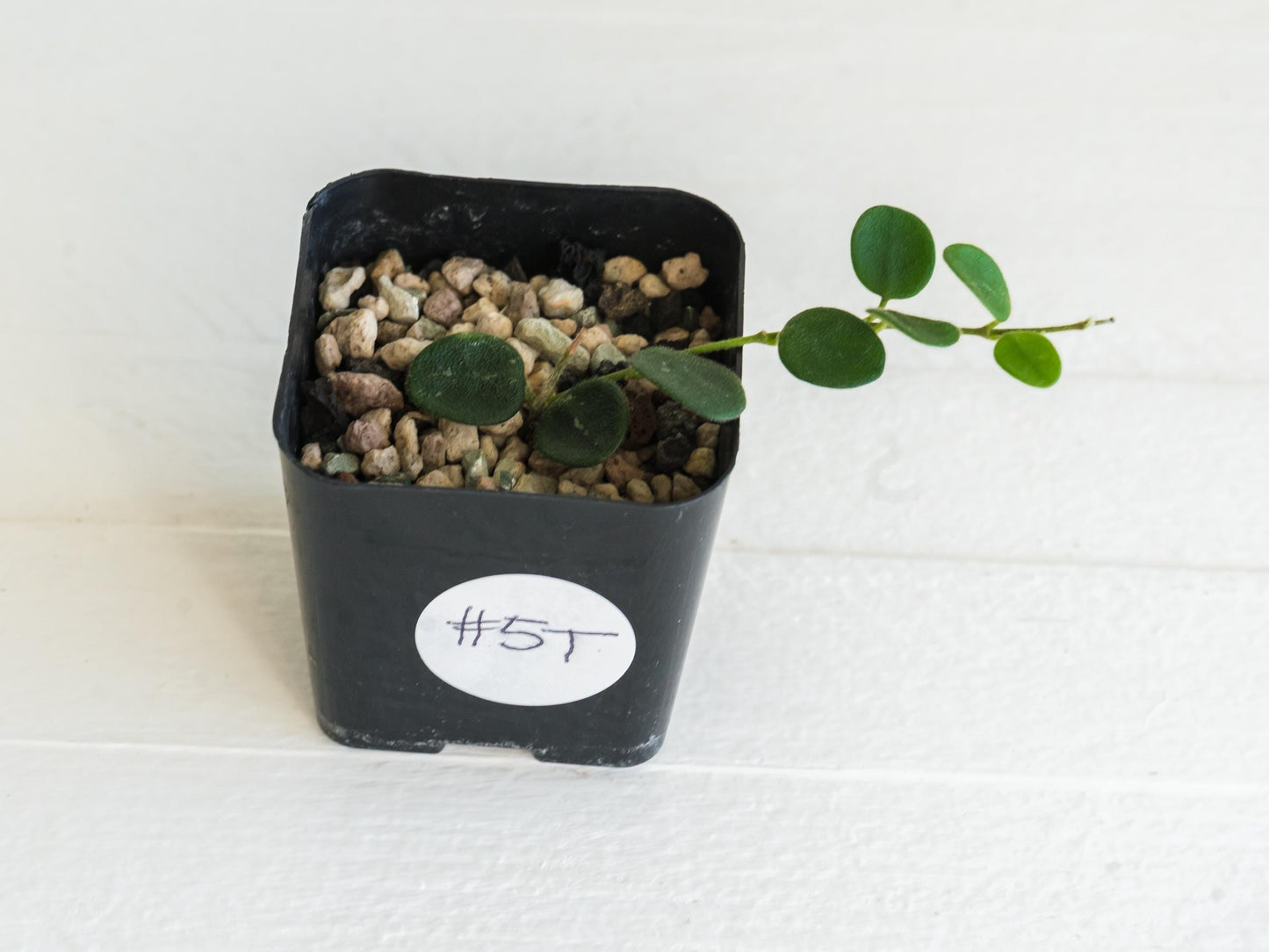 Hoya serpens | 2-Inch