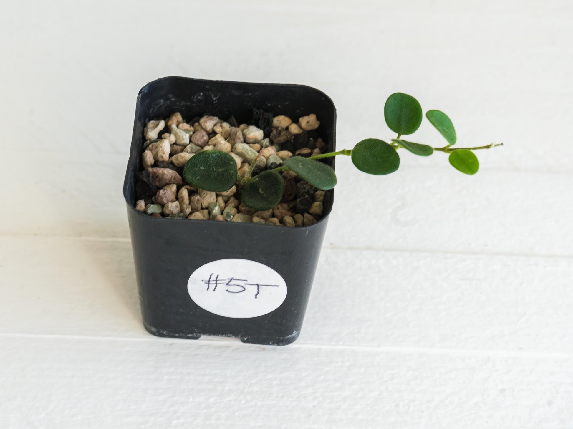 Hoya serpens | 2-Inch