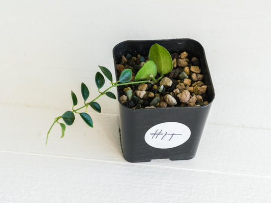 Hoya papua (PNG IM-08) | 2-Inch