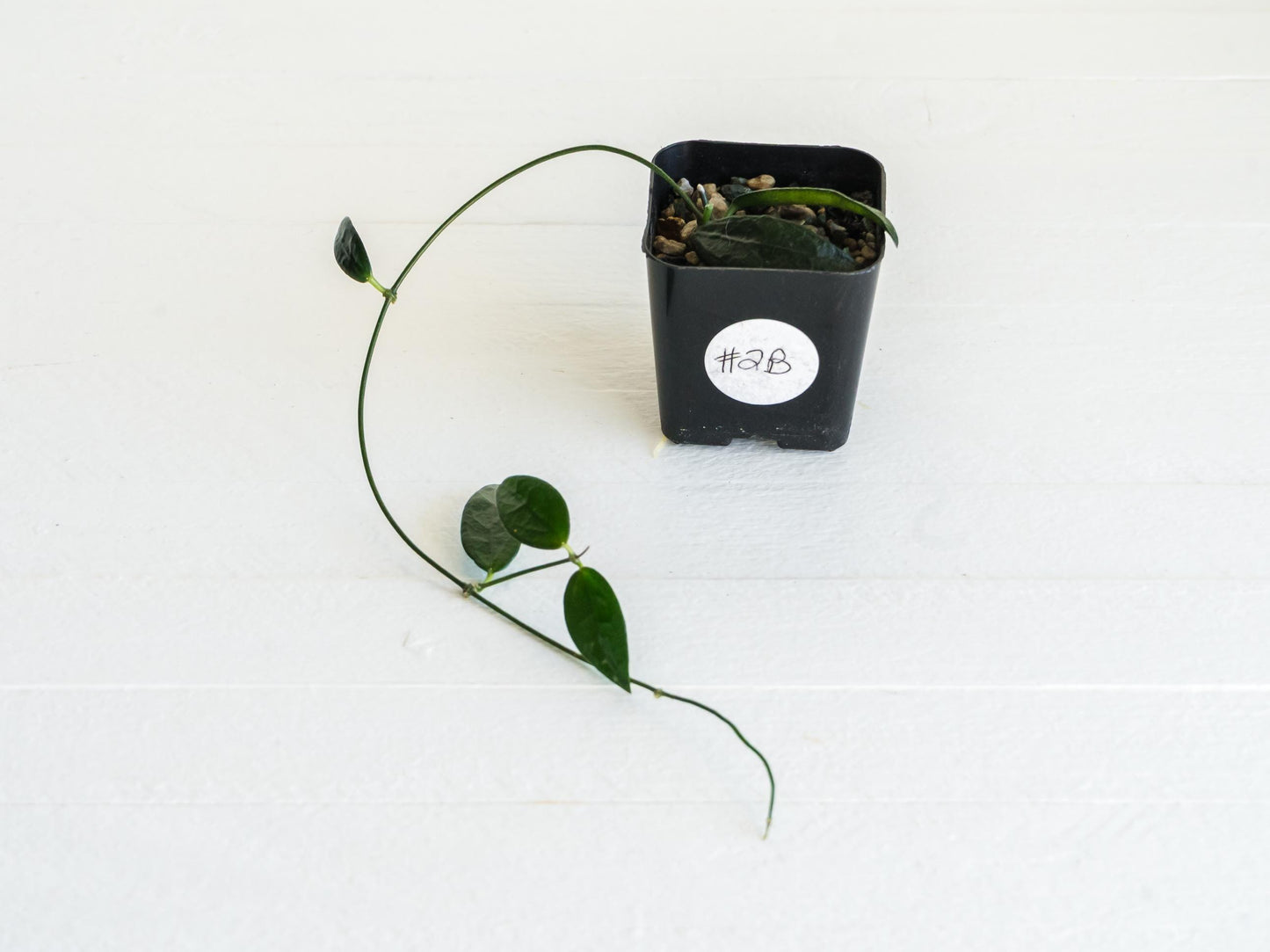 Dischidia GPS-88 | 2-Inch FKA as a Hoya