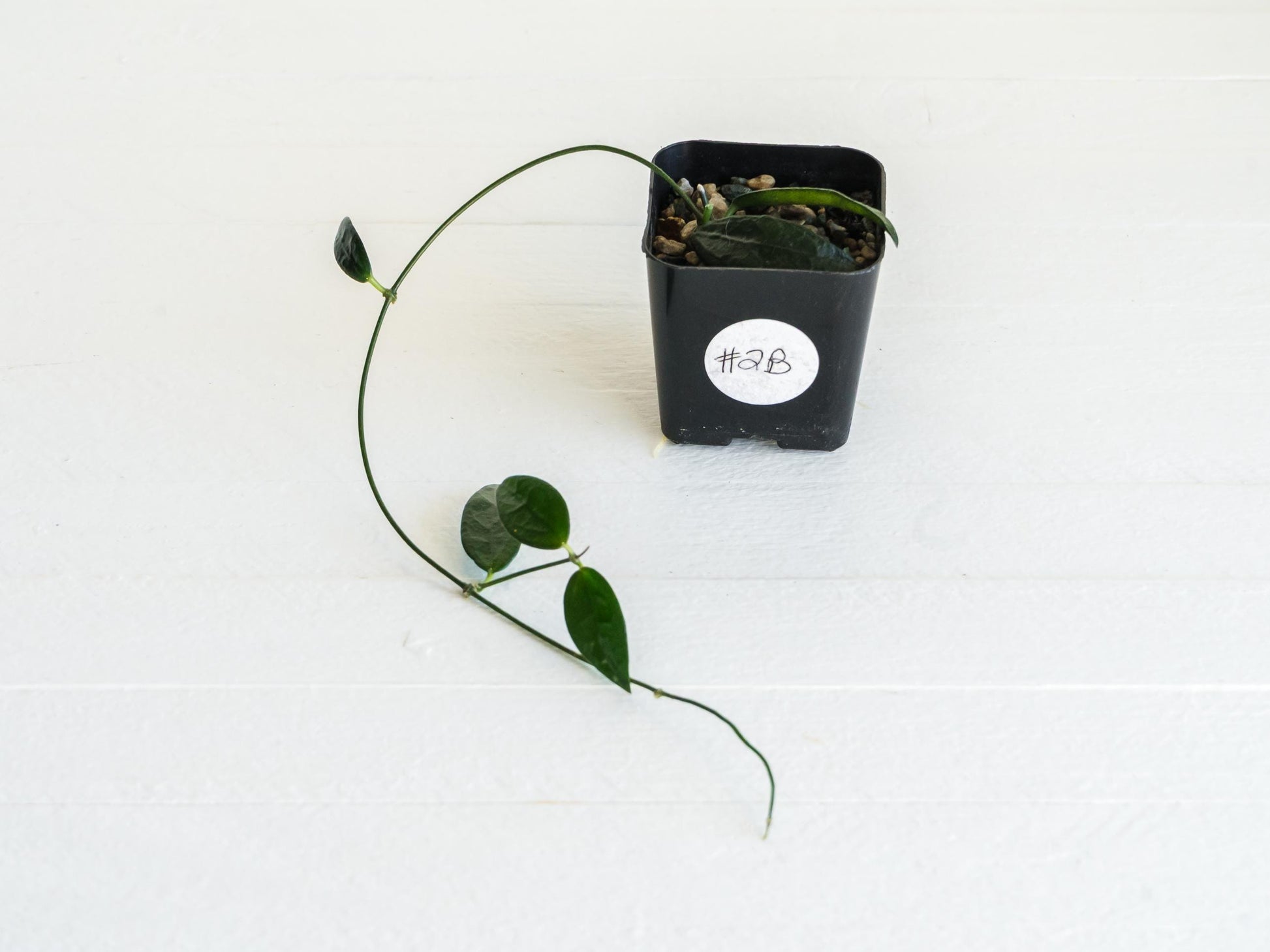 Dischidia GPS-88 | 2-Inch FKA as a Hoya