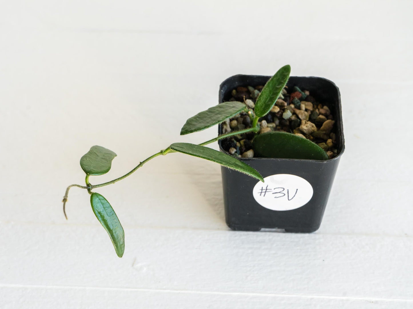 Hoya lyi | 2-Inch
