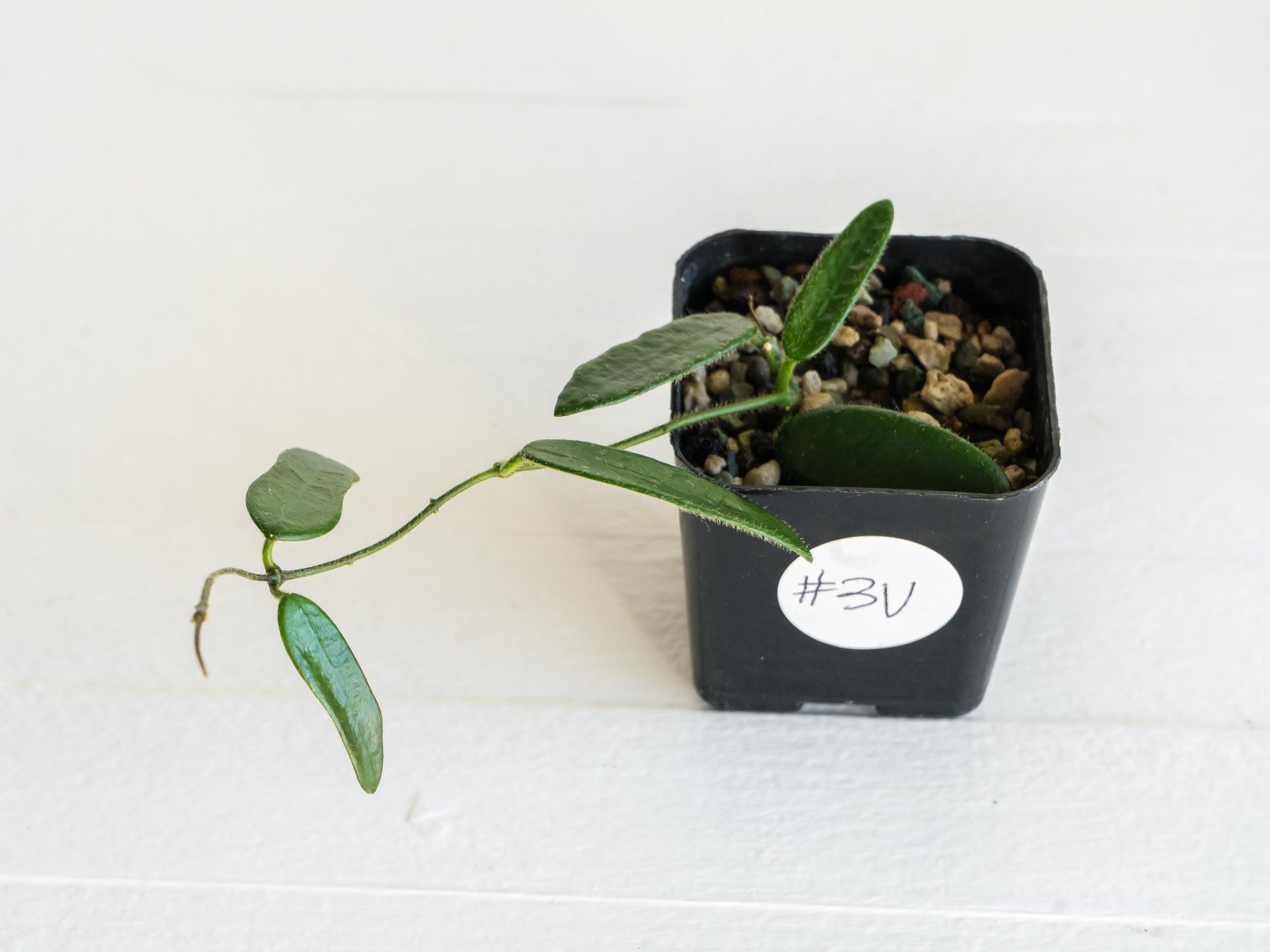 Hoya lyi | 2-Inch