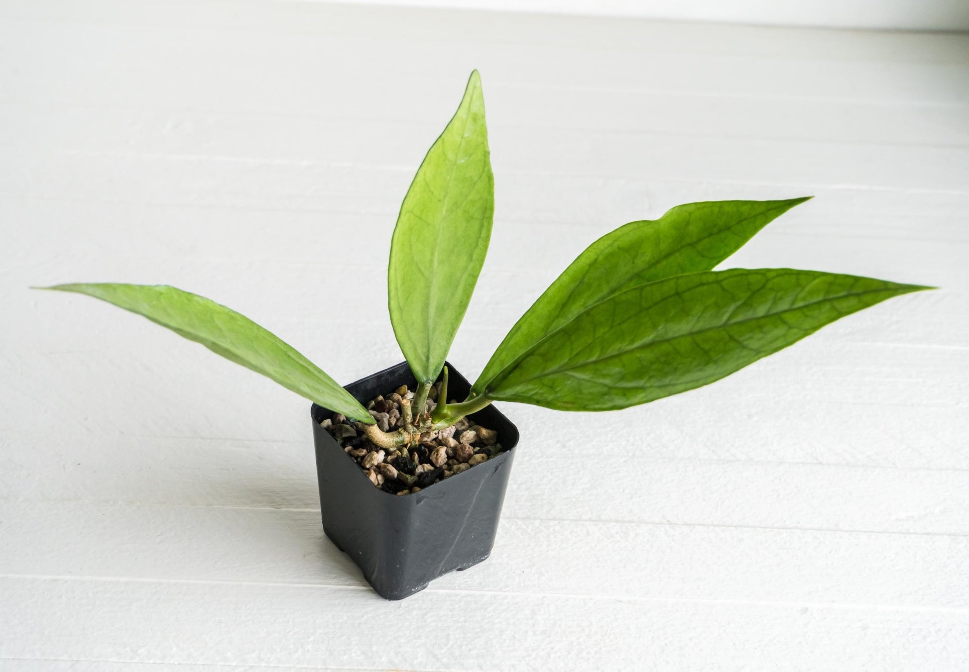 Hoya Germany (Silver) | 2-Inch