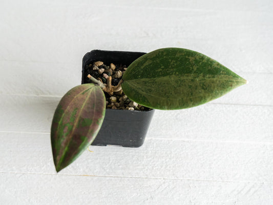 Hoya 'Strawberry Matcha' (UPT008) | 2-Inch