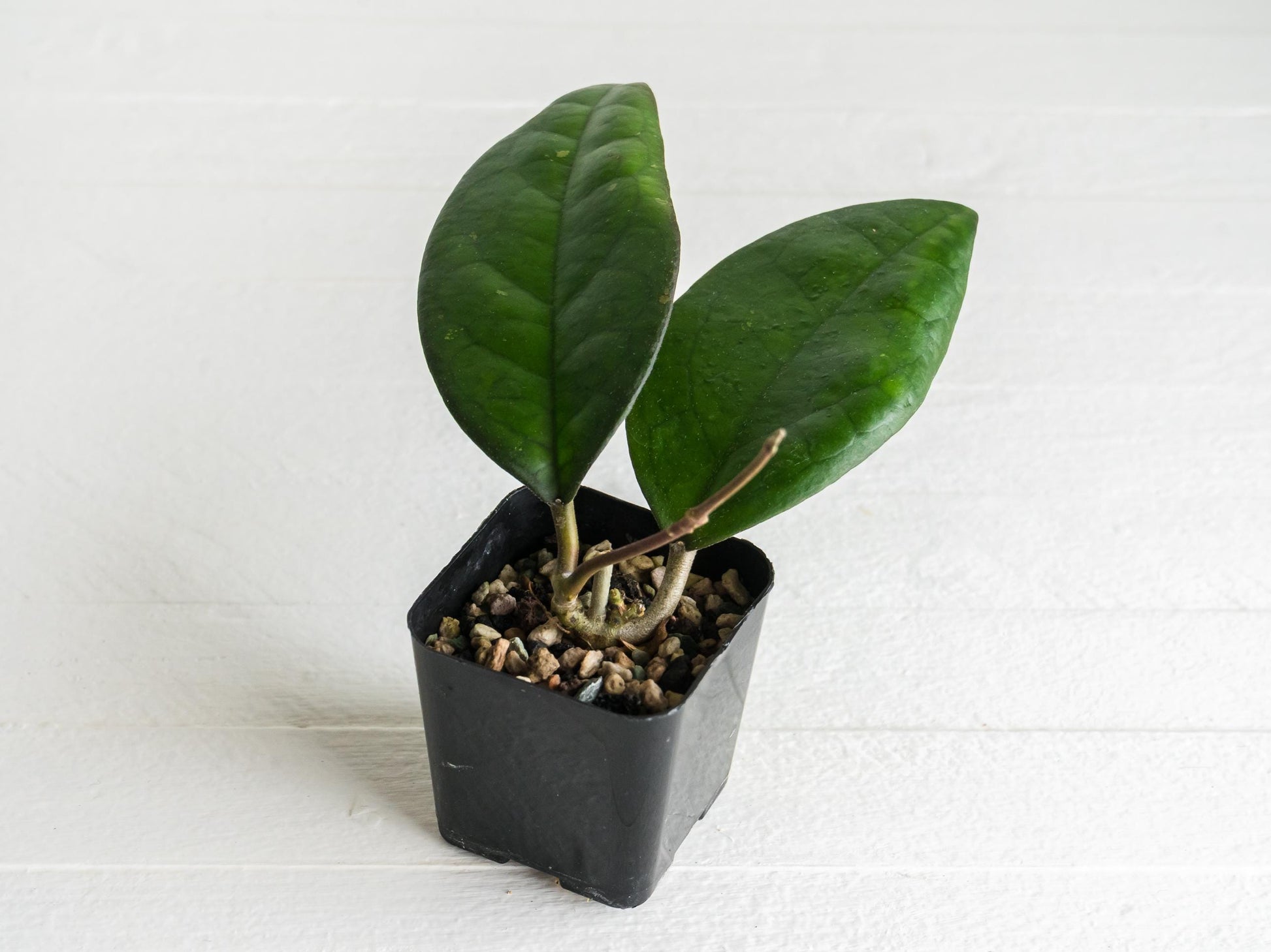 Hoya ‘Mango Sunset’ (UPT010)