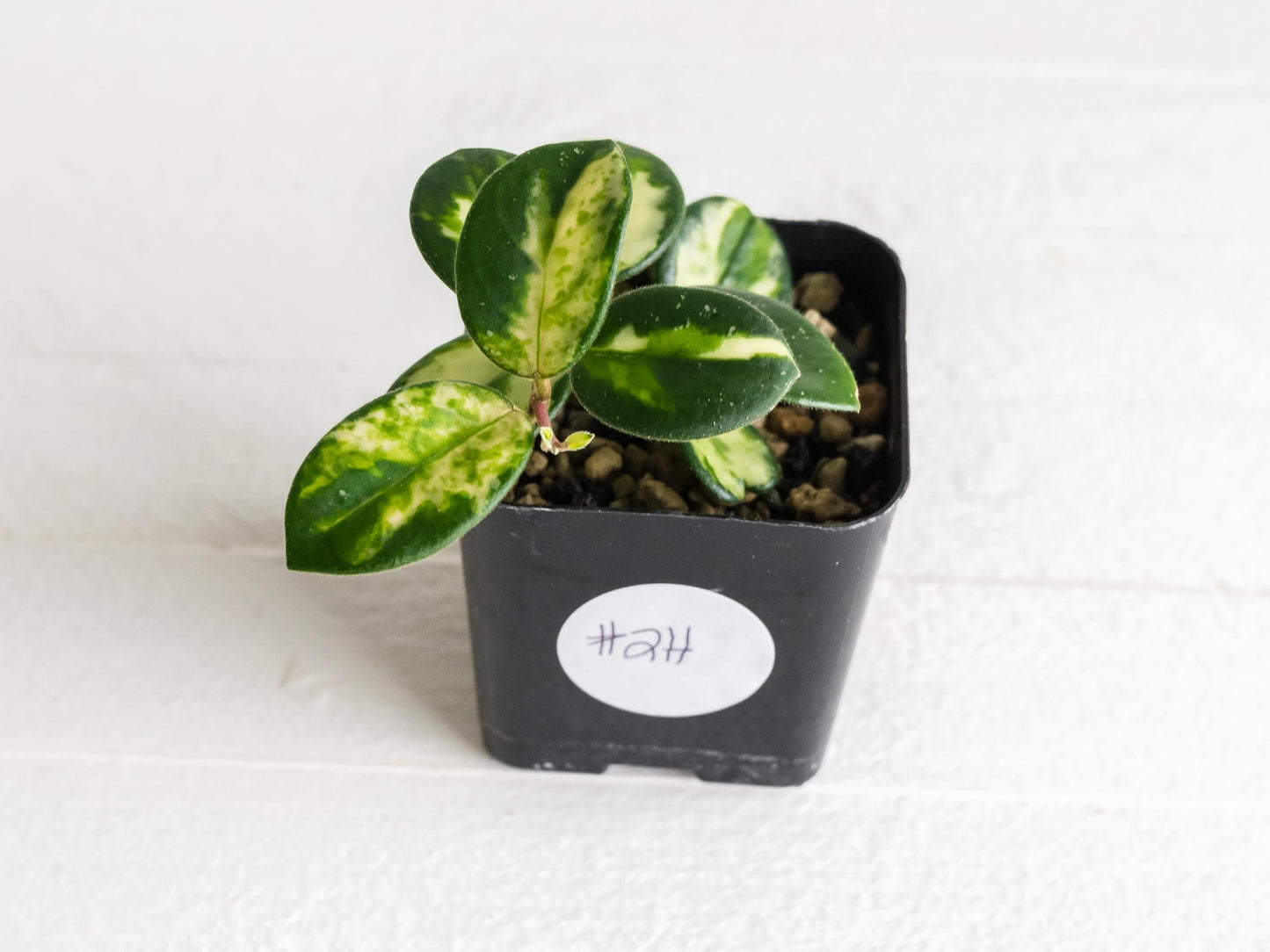 Hoya 'Mathilde' (Inner Variegated) | 2-Inch