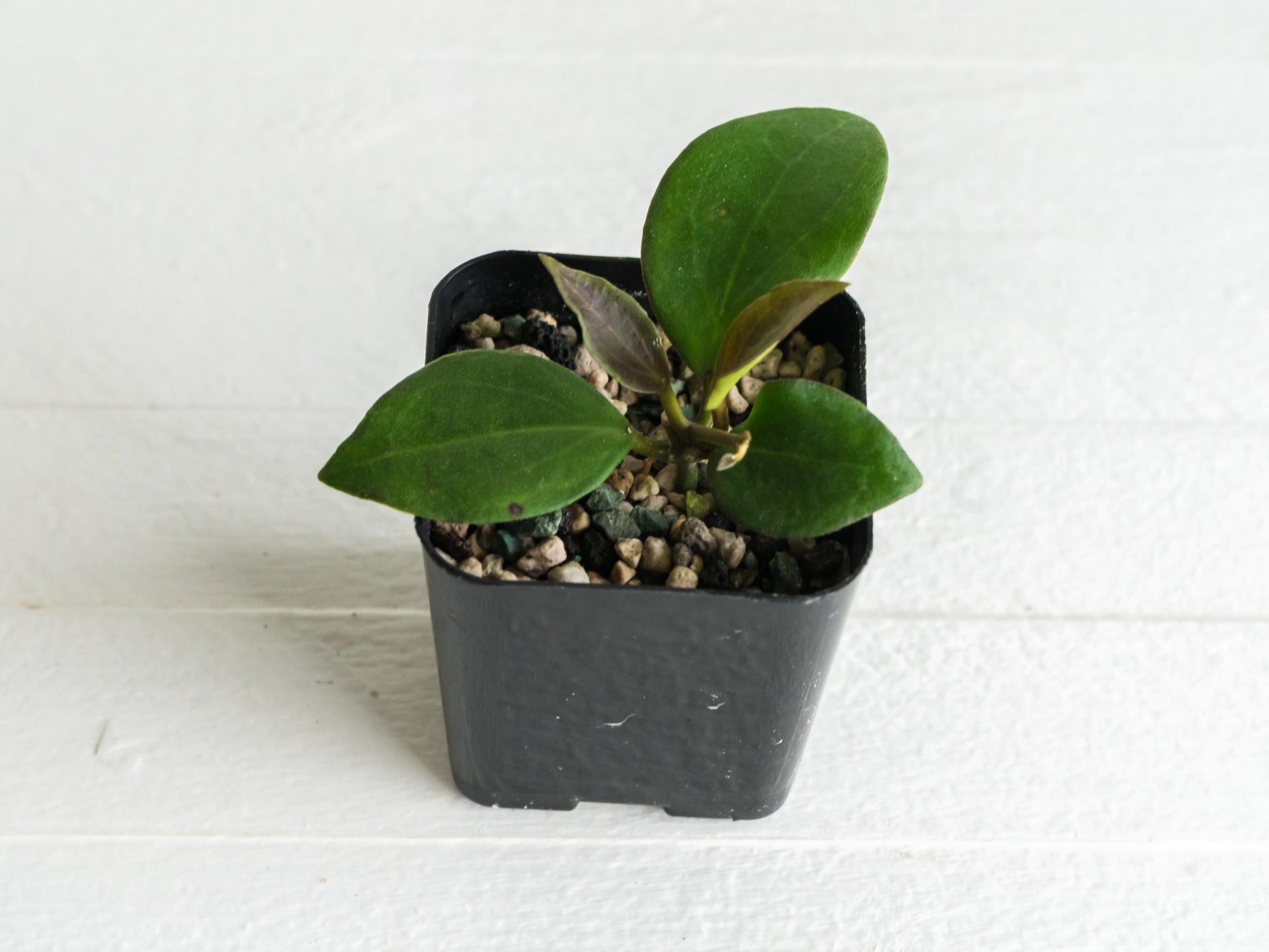 Hoya ‘Aramelon’ (UPT012) | 2-Inch