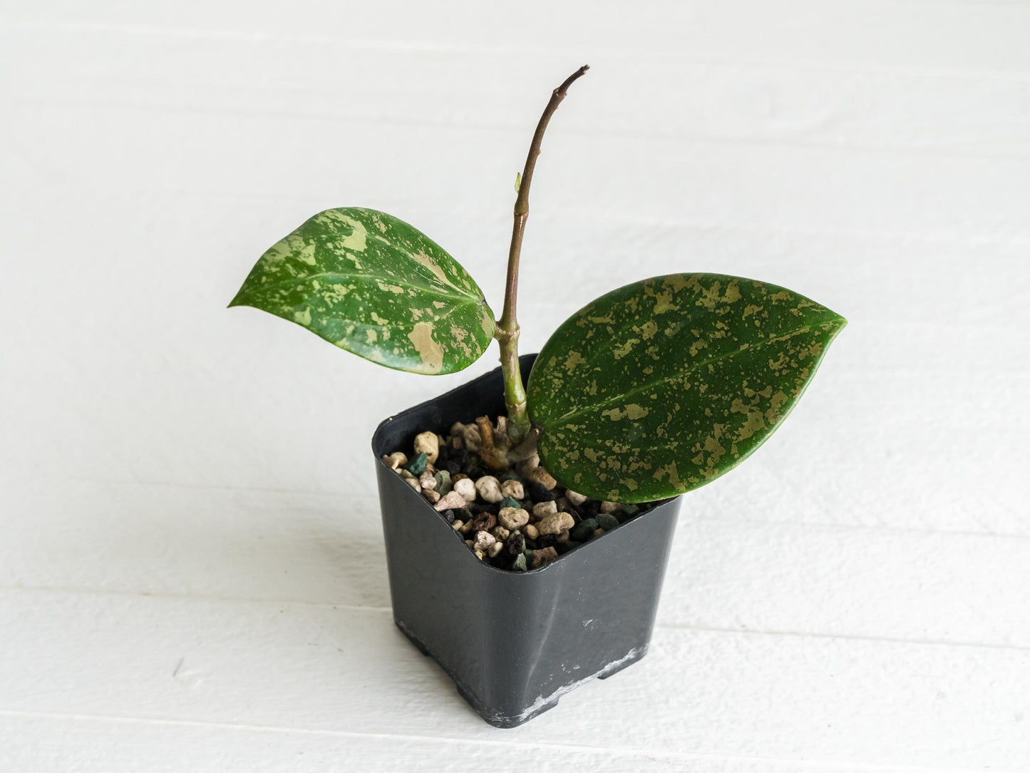 Hoya 'Neon Pink' (DMW-001-N) [verticillata (fka. wibergiae) x unknown] | 2-Inch