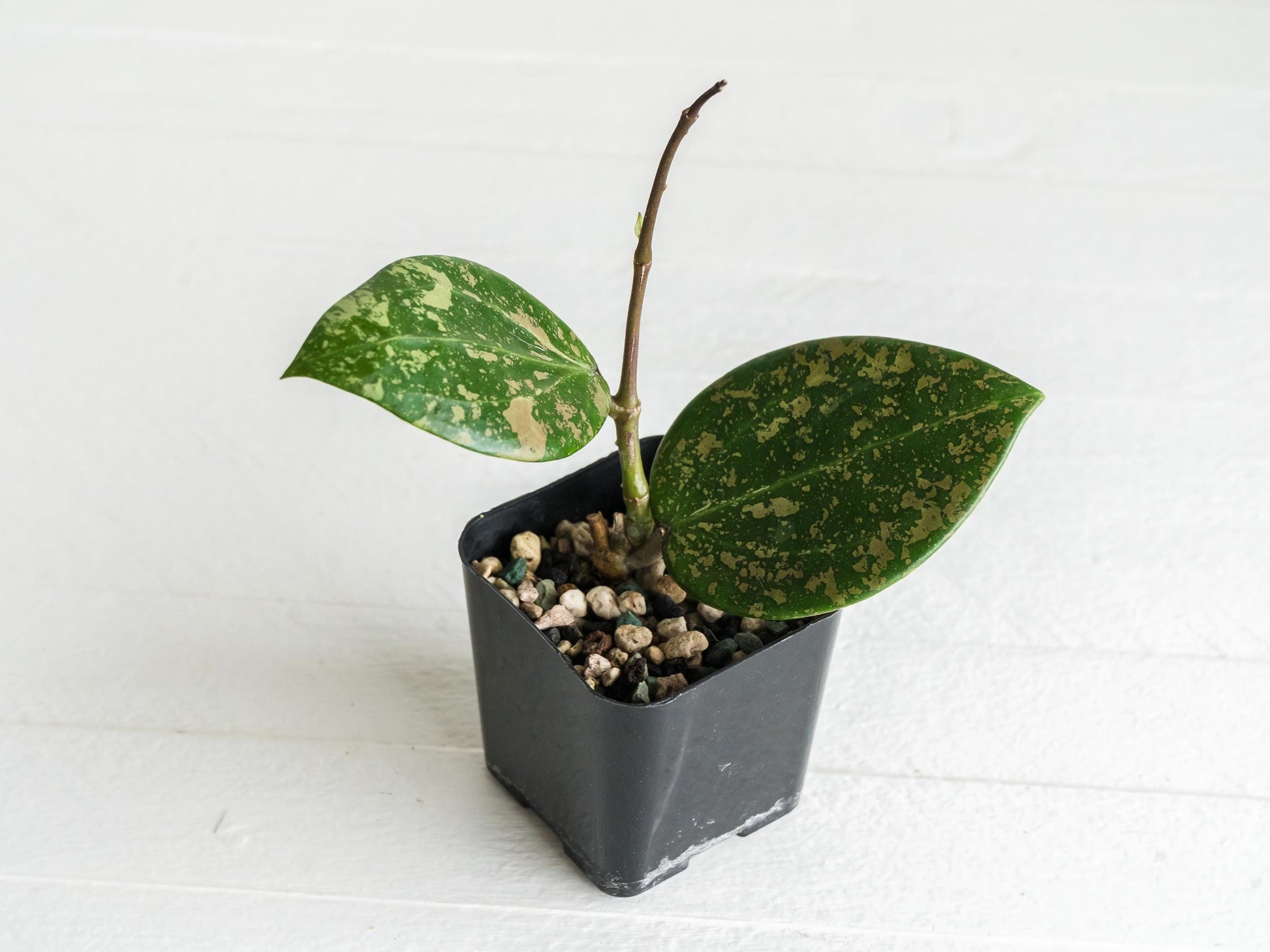 Hoya 'Neon Pink' (DMW-001-N) [verticillata (fka. wibergiae) x unknown] | 2-Inch