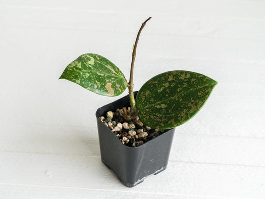 Hoya 'Neon Pink' (DMW-001-N) [verticillata (fka. wibergiae) x unknown] | 2-Inch