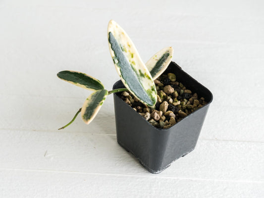 Hoya lyi 'Prism' | 2-Inch