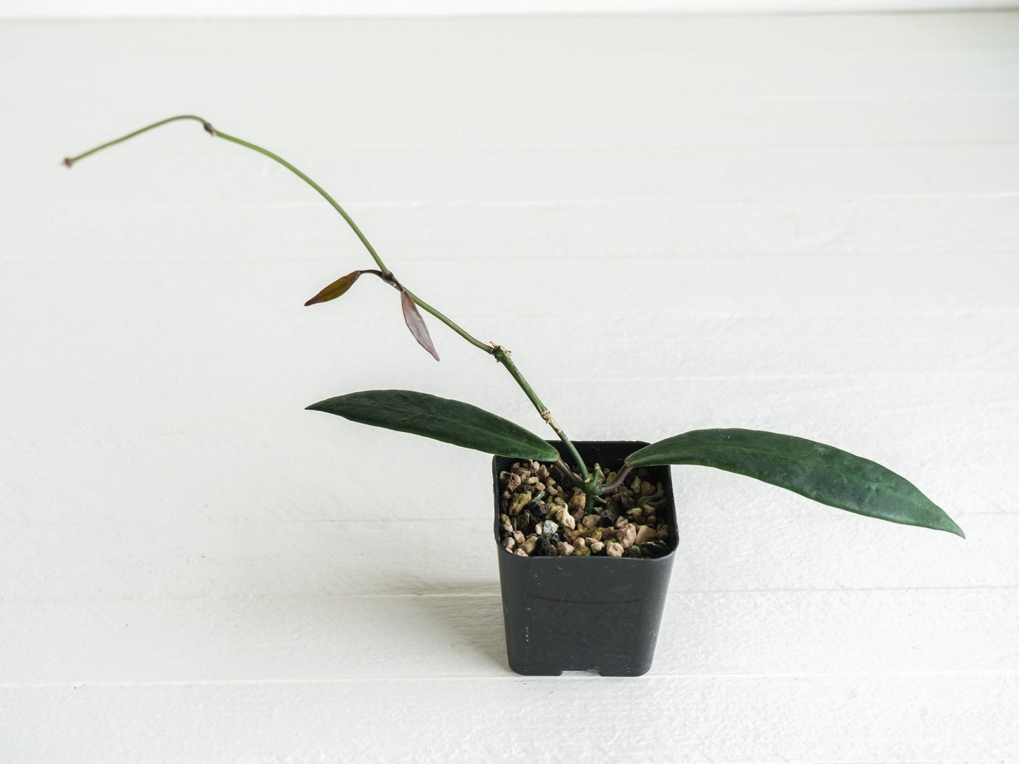 Hoya pulchra | 2-Inch